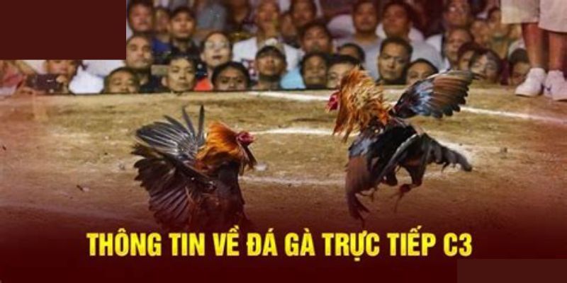 Giới thiệu đôi nét về Đá Gà C3 tới người chơi