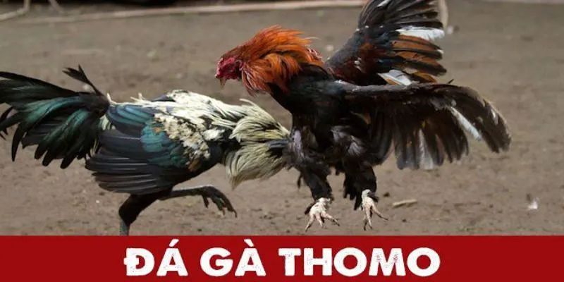 Khái quát đôi nét về đá gà trực tuyến Thomo